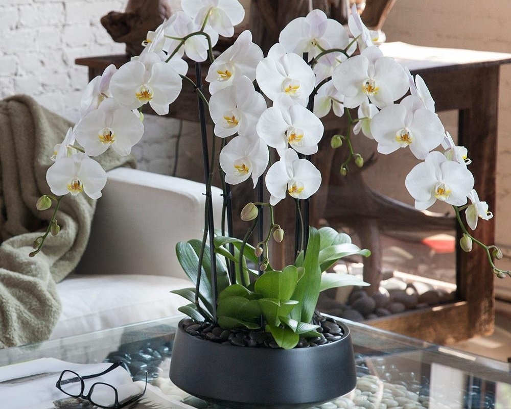 Орхидея на столе